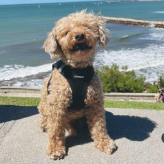 Voyager Step-In Air Dog Harness - All Weather Mesh, Reflective, No Pull Harness for Small, Medium Dogs, Cats - Secure with Hook & Loop Fastener, Buckle, Double D-Rings - Black/Black Trim, M - Majestic Dog & Cat Pet Boutique